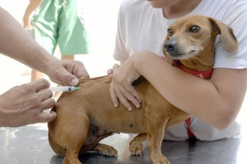 Dia D de Vacinação Antirrábica para cães e gatos acontece neste sábado, 8